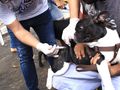 Prefeitura faz "Saúde Animal'com mais de 2 mil atendimentos em um fim de semana