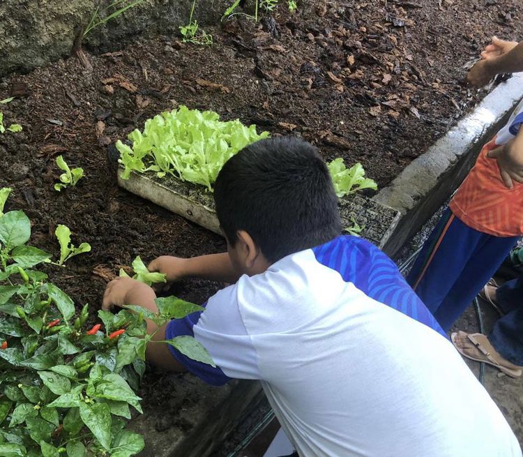 Projeto de horta educativa fomenta alimentação saudável para alunos de escola municipal