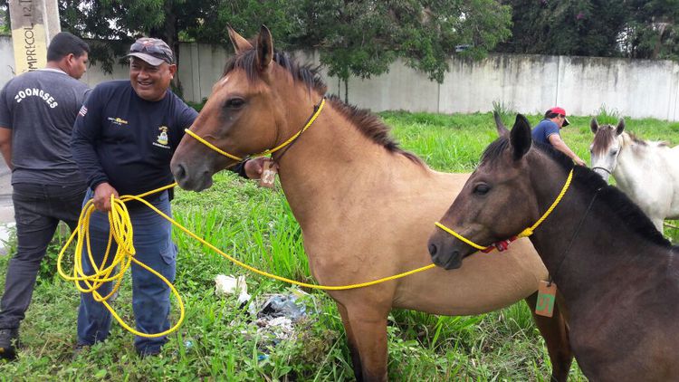 Zoonoses capturou 23 cavalos em apenas dois dias