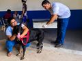 Ação da Prefeitura prevê atender entre 4 e 5 mil animais durante o mês de setembro.