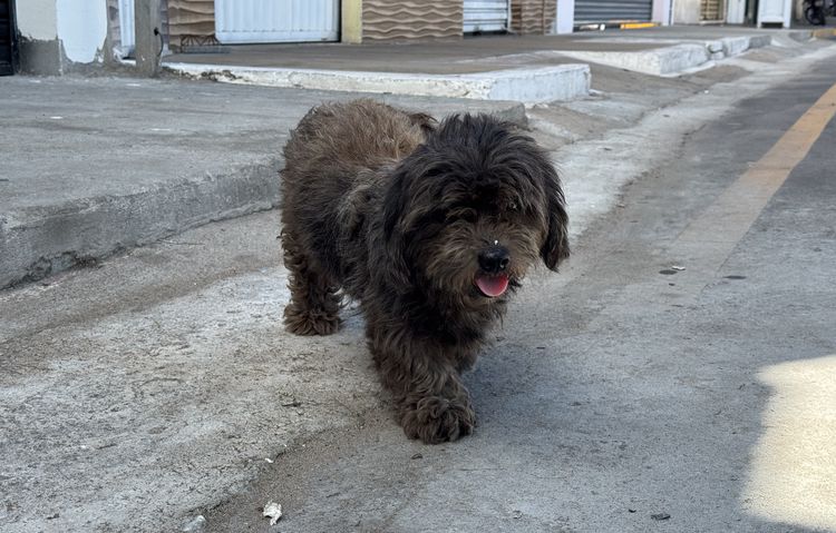 Guarda Municipal orienta sobre denúncias de maus-tratos a animais em Imperatriz