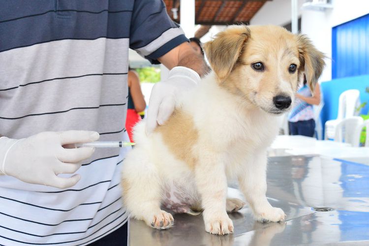 Dia D de vacinação Antirrábica será neste sábado (19)