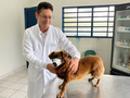 Imperatriz segue com testagem e encoleiramento de cães para tratar o calazar