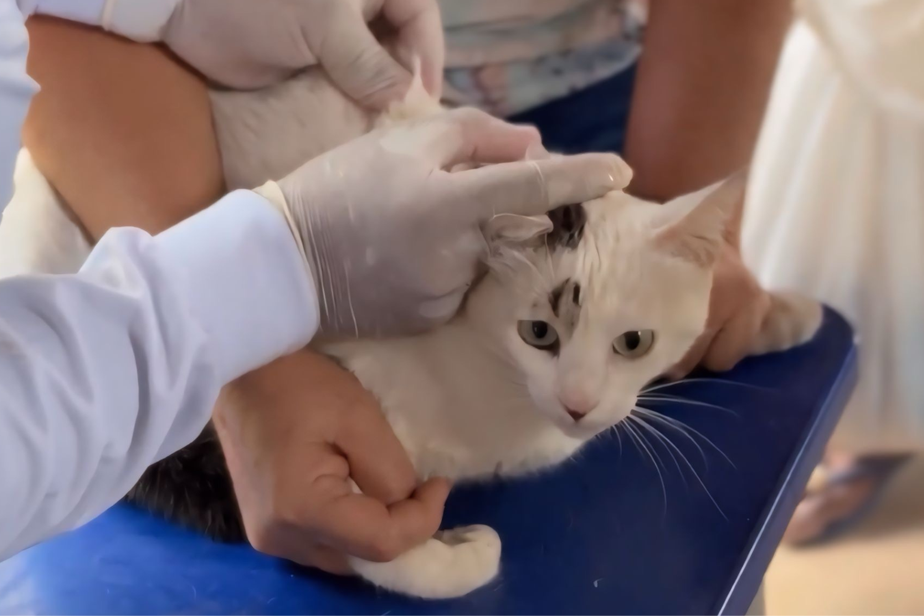 Prefeitura inicia Campanha antirrábica na Zona Rural