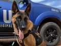O cão farejador K9, que se chama Killer, entrou na Guarda Municipal de Imperatriz em janeiro de 2025.