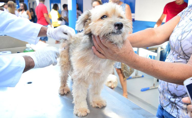 Povoados da Estrada do Arroz recebem campanha de vacinação de cães e gatos
