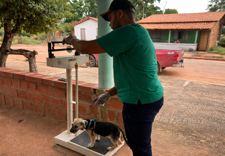 Prefeitura de Imperatriz realiza ação do Saúde Animal em Petrolina dia 2 de abril