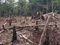 Desmatamento considerado ilegal pelo denunciante