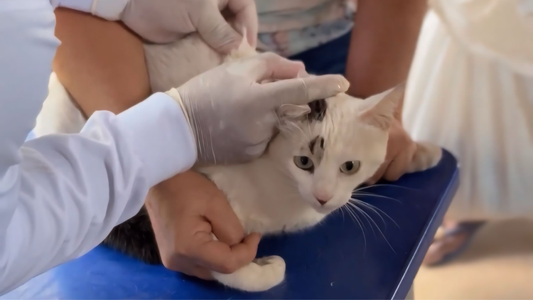 Prefeitura inicia Campanha antirrábica na Zona Rural