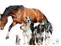 Secretaria de Agricultura promove Ação Animal com atendimentos veterinários