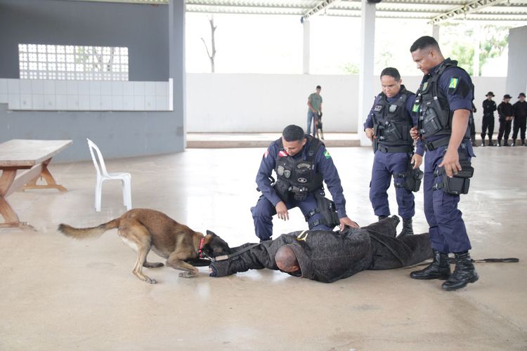 Guarda Municipal de Imperatriz participa de curso de habilitação em condução de cães de guarda