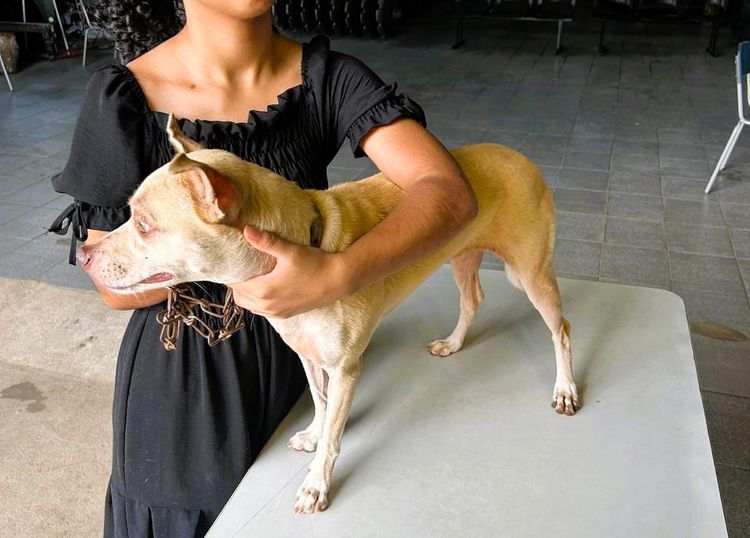 Mais de mil animais são atendidos durante ações do Setembro Verde em Imperatriz