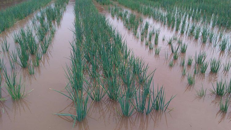 Chuvas prejudicam 80% da produção de hortaliças do "Cinturão Verde" de Imperatriz
