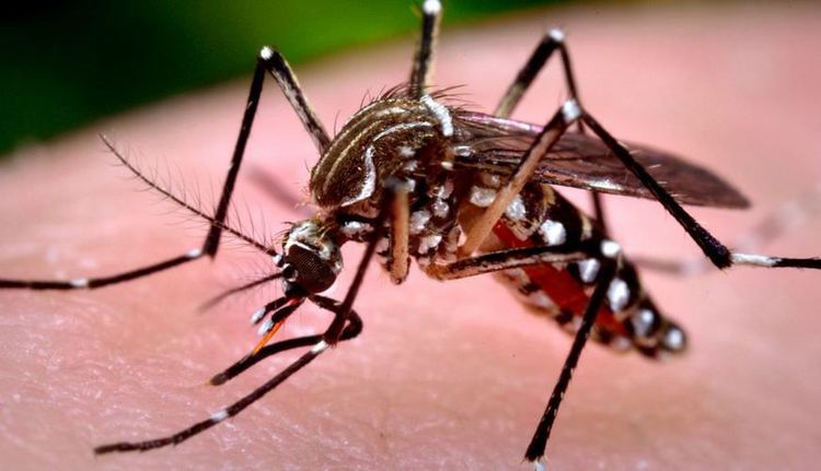 Prefeitura pede conscientização de cidadãos no combate ao mosquito transmissor da Dengue