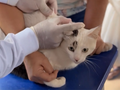 Vacinação é direcionada para cães e gatos a partir de 3 meses de idade