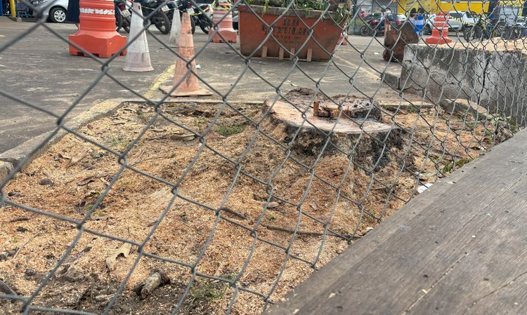 Prefeitura fiscaliza corte irregular de árvores em estacionamento de shopping de Imperatriz