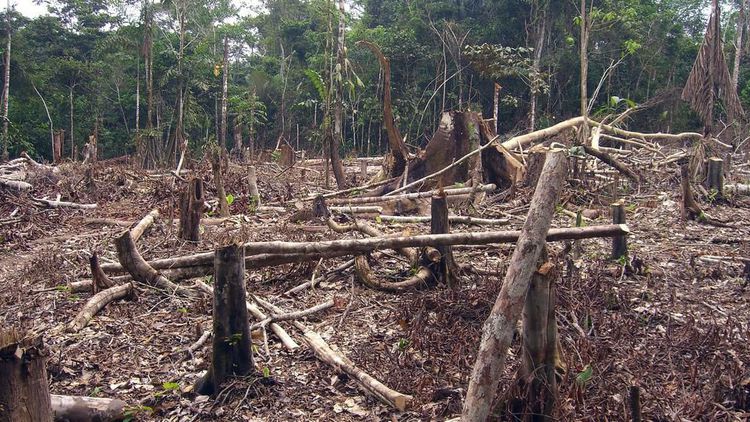 Ouvidoria envia denúncia de crime ambiental ao Ibama