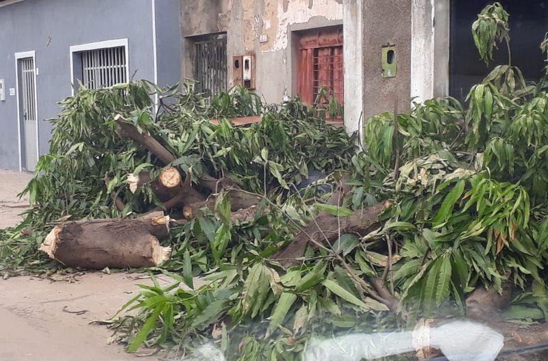 Poda de árvore na Rua Bandeirantes, Bairro Vila Nova.