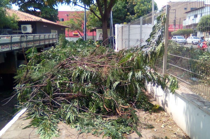 Recolhimento de podagem de árvore na Rua Leôncio Pires Dourado, em frente ao 3° BPM, Bacuri.