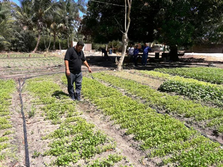 Prefeitura vistoria produção de alimentos do “Cinturão Verde”