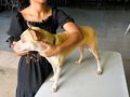 A campanha faz parte das ações desenvolvidas pelo programa Saúde Animal.
