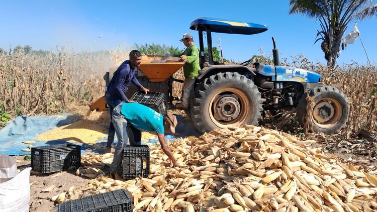 Prefeitura de Imperatriz inicia processo de beneficiamento do milho