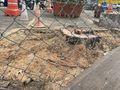 Segundo a legislação, o estacionamento do shopping é considerado logradouro público e por isso é necessária autorização por parte do poder público para o corte de árvores.