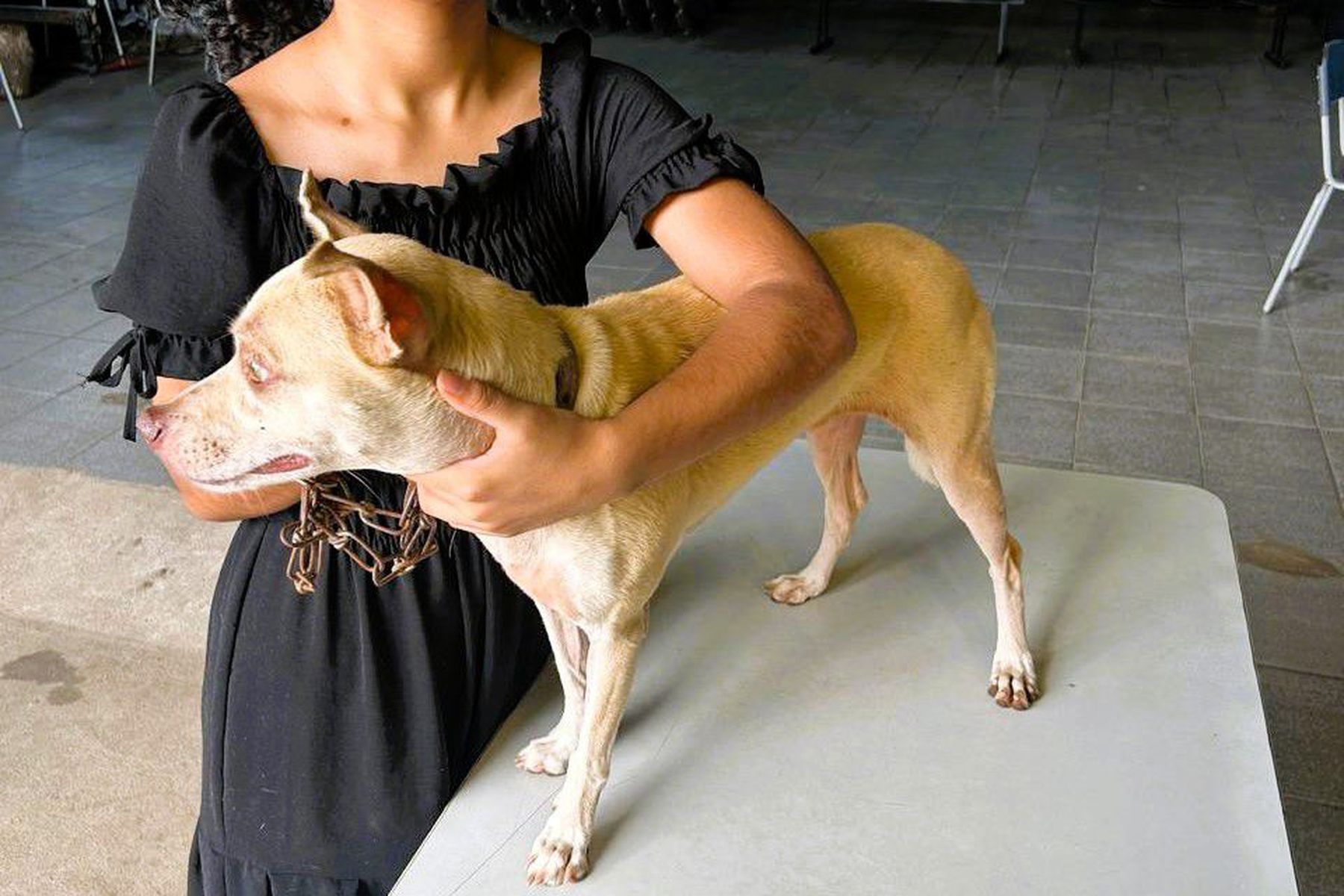Mais de mil animais são atendidos durante ações do Setembro Verde em Imperatriz