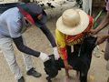Tutores também podem vacinar seus animais na Unidade de Vigilância em Zoonoses, de segunda a sexta-feira, das 8h às 13h.